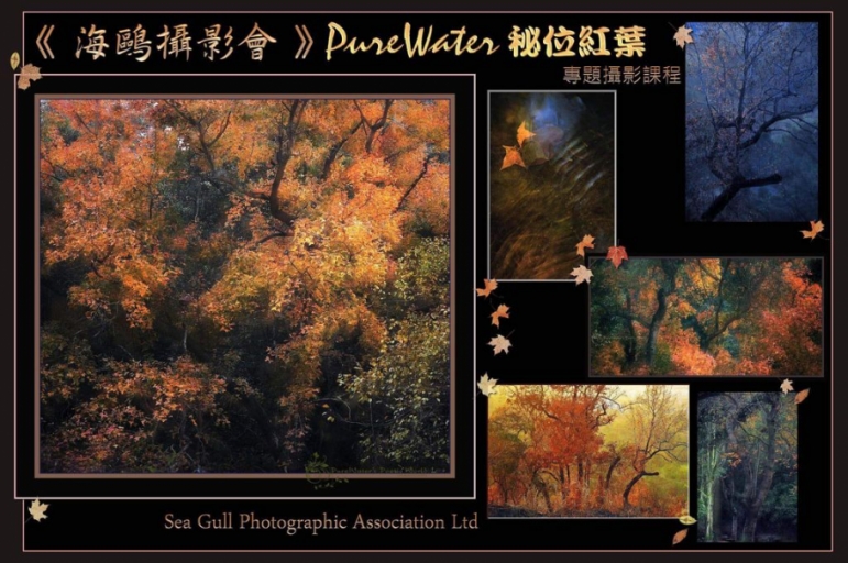 《Purewater秘位紅葉》進階 2022(專題攝影課程)